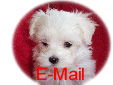 E-Mail button