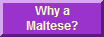 Why a Maltese?