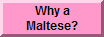 Why a Maltese?
